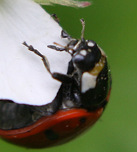 Coccinella septempunctata